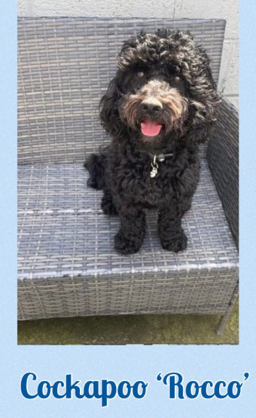 Rathrush Kennels, Cockapoo Rocco