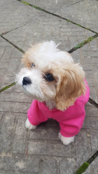 Cavachon-1