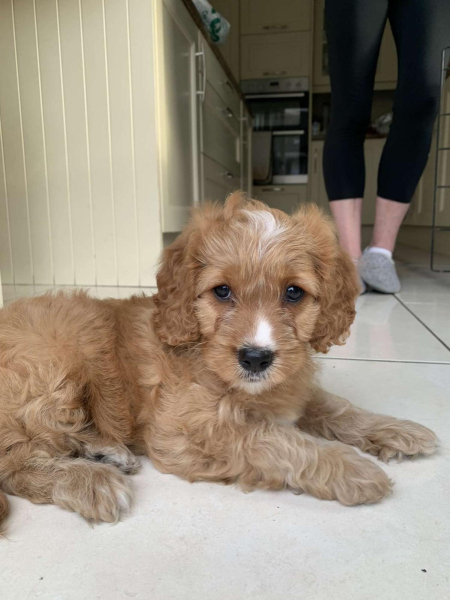 Cavapoo-1