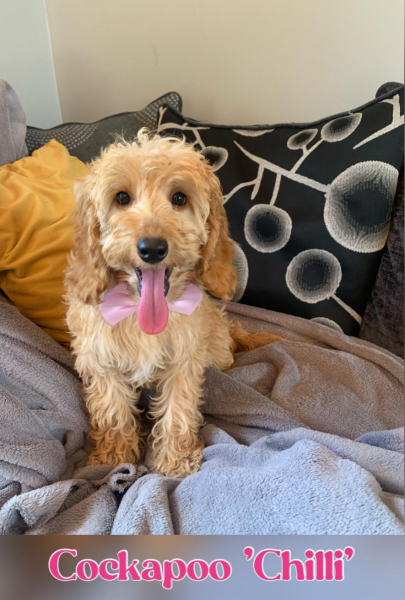 Rathrush Kennels, Cockapoo Chilli