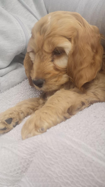 Cockapoo-1
