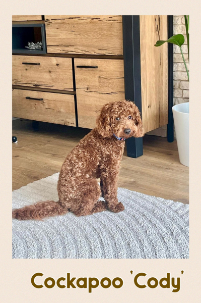 Rathrush Kennels, Cockapoo Cody