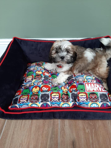 Shichon-1